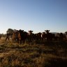 Cattle on a farm in NSW. Beef production is one of the contributors to land clearing in the state.