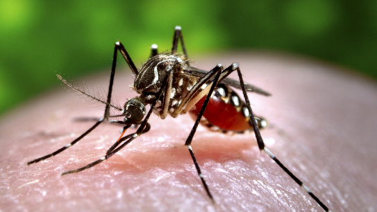 An Aedes aegypti mosquito which is capable of transmitting dengue fever and other tropical diseases.