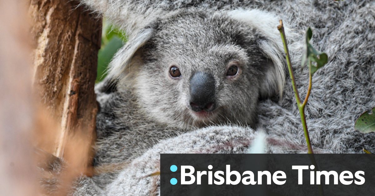 Koalas will be casualties in Coalition's logging war - Vimarsana News