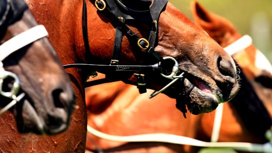 Racing returns to Wagga on Friday.