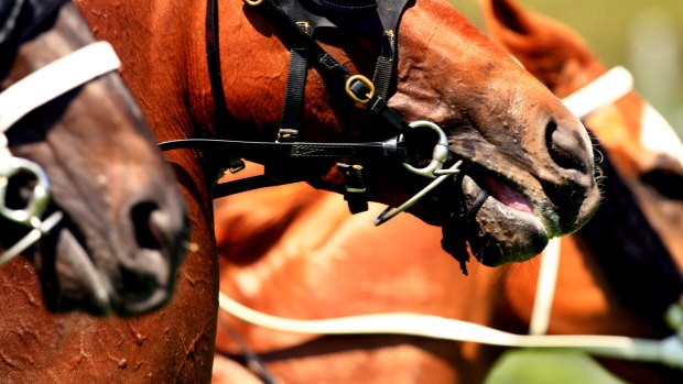 Race-by-race tips and previews for Friday’s Lismore meeting
