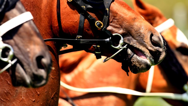 Race-by-race tips and previews for Wagga on Friday