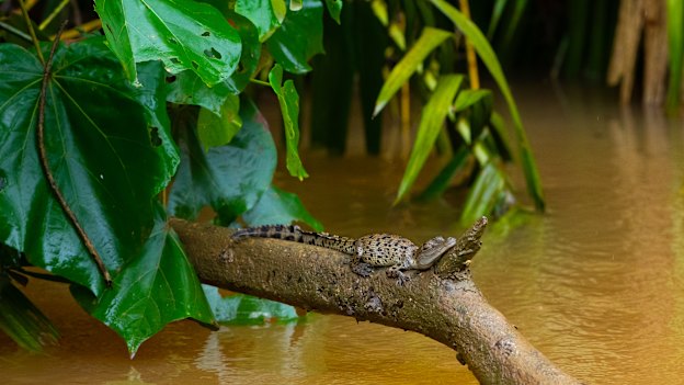 Where there are little crocodiles there are big crocodiles.