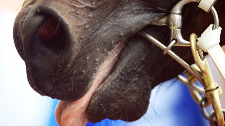 smh.com.au - Ray Hickson - Tips and previews for racing at Warwick Farm on Wednesday