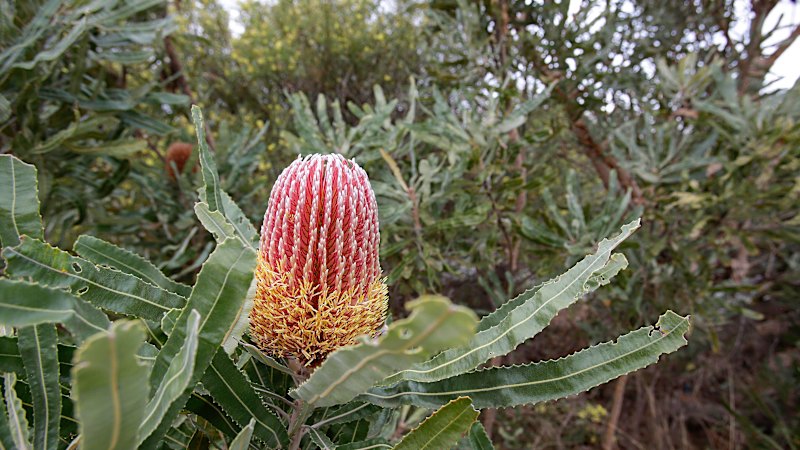 V Dover Heightsu bodo posekali drevesa za boljši razgled