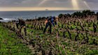 The vineyards of Cantina Santadi.