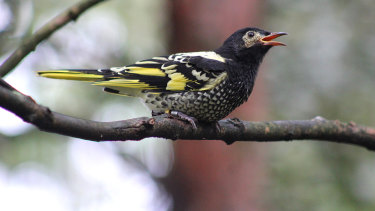 The regent honeyeater is among 17 bird species deemed by the federal government to be critically endangered in Australia.