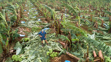 Boogan fifth-generation banana grower Charles Camuglia lost his crop to extreme wind on March 1 as Cyclone Niran neared the coast. 