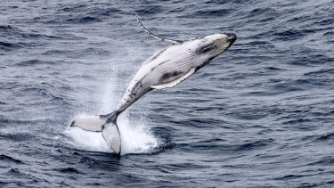 A juvenile Humpback whale in the Southern Ocean. 