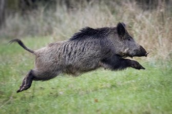 A wild boar runs over a glade in a forest in the Taunus region near Frankfurt, Germany.