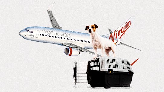 Virgin will allow pets to fly in the cabin soon.