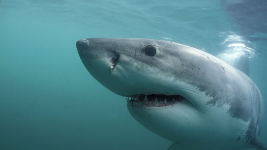 White sharks off the NSW coastline have been found to have some surprisingly varied feeding habits, scientists say.