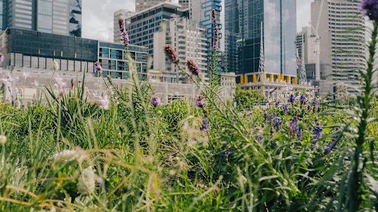 The new garden has lots of colours, plenty of textures and a city backdrop