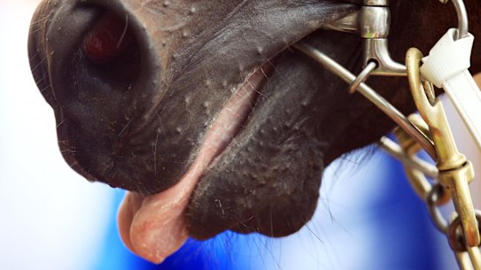 Racing Australia will not change its stance on cobalt.