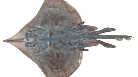 There are just 40 to 120 adult Maugean skate left in the wild. 