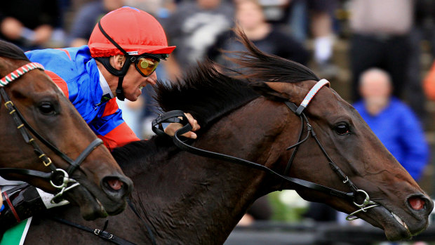 Fight: Nash Rawiller on champion colt Pierro during his days working with Mark Newnham at Gai Waterhouse's stable.