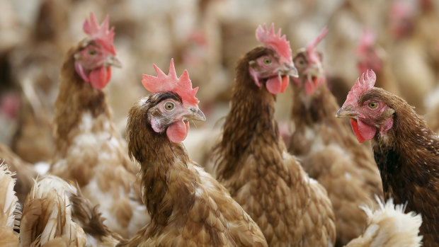 Farm Pride Foods has had to destroy 380,000 hens, or 33 per cent of its flock, because of a bird flu outbreak. 