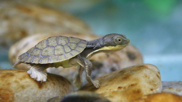 Back from the brink? Ten Bellinger River snapping turtles were recently released back to the wild.