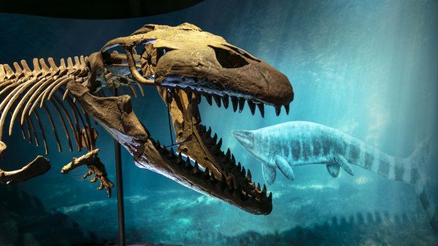 The exhibition Sea Monsters - Prehistoric Ocean Predators is on at the National Maritime Museum. 