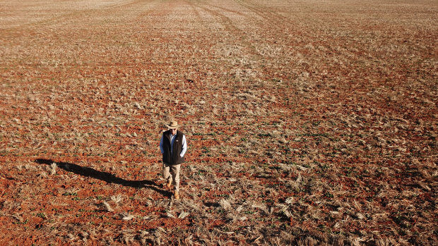 Neil Westcott walks across his failed Canola crop near Parkes in 2018.