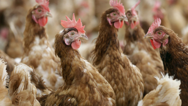 Poultry, such as chickens, were the most common animal to be used for scientific purposes in Queensland last year. 