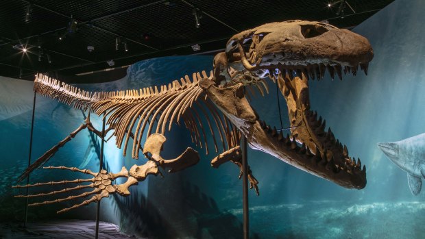 A fossil of Prognathodon, a type of mosasaur, one of the specimens on display at the new exhibition.