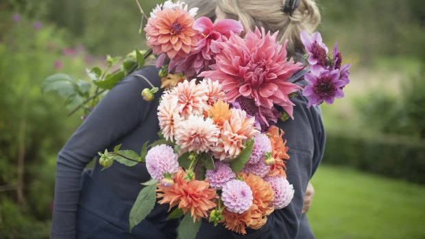 The Land Gardeners gathering dahlias in the early morning.