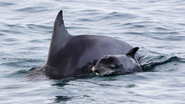 A dolphin mother and her newborn in Shark Bay. 