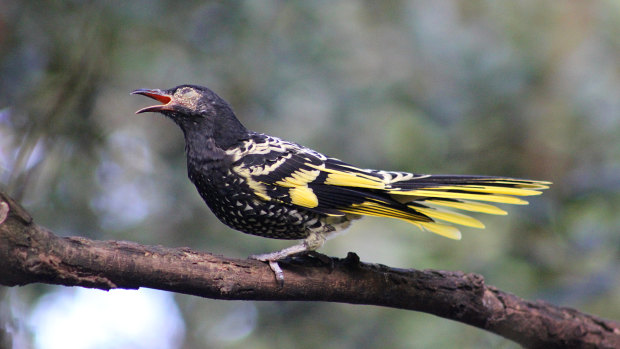 Regent honeyeaters have had their habitat bulldozed in NSW under the environmental offsets system.