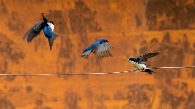 Swallows guard the entrance to a mud-enveloped childcare centre in Paracatu de Baixo, Minas Gerais, Brazil. Three years after the Samarco dam disaster only wildlife and jungle have returned. The people have  stayed away.