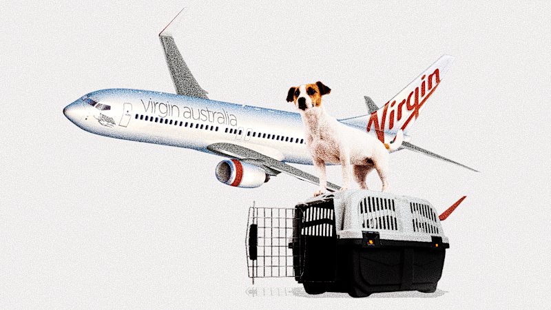 Dogs on planes: What you need to know about Virgin’s new furry-passenger policy