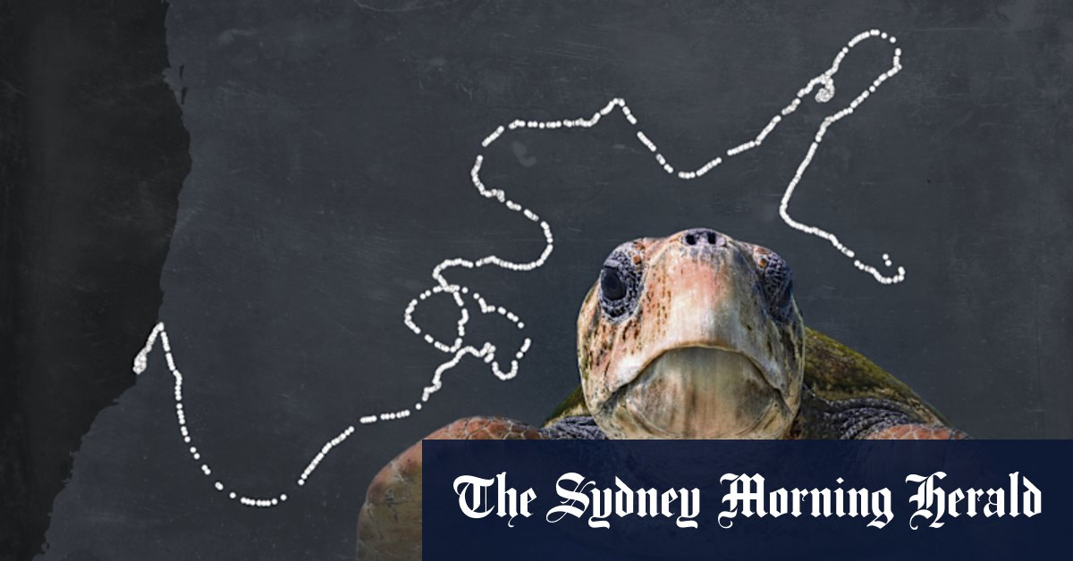 Think you can only see this exotic creature on holiday? Try a Sydney beach