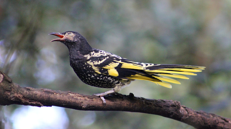 Only the lonely: How regent honeyeaters are learning to sing again