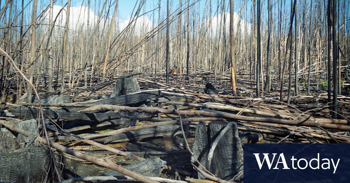 Logging increases bush flammability for 30 years, research shows - Vimarsana News