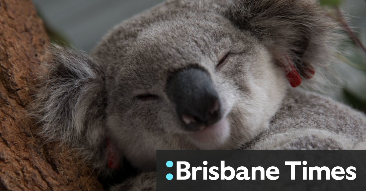 Koala colony threatened by planned development say experts. - Vimarsana News