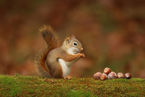 Coined by British linguist Geoff Pullum, eggcorns owe their name to the childish distortion of “acorns”.