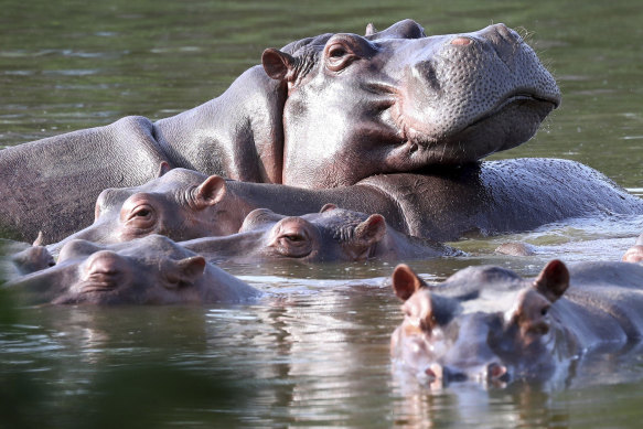 Бегемоты плавают в лагуне в парке Гасиенда Наполес, который когда-то был частным поместьем наркобарона Пабло Эскобара.