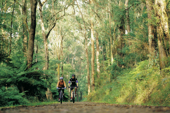 Alan Duffy loves the pristine temperate forests of the Danenongs, on Wurundjeri land east of Melbourne.