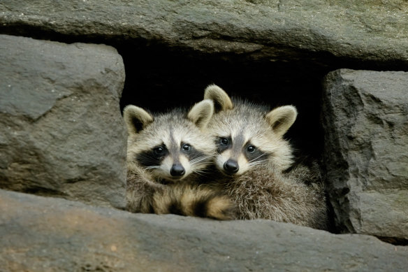 Raccoons in the Big Apple.