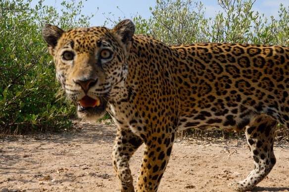 A remote camera captures a passing jaguar in the protected mangroves of Marismas Nacionales, Nayarit, Mexico in documentary series The Americas.