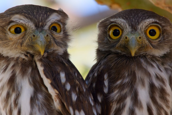 The owls are not what they seem.