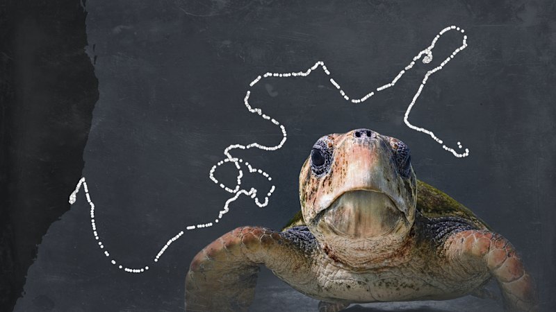 Think you can only see this exotic creature on holiday? Try a Sydney beach