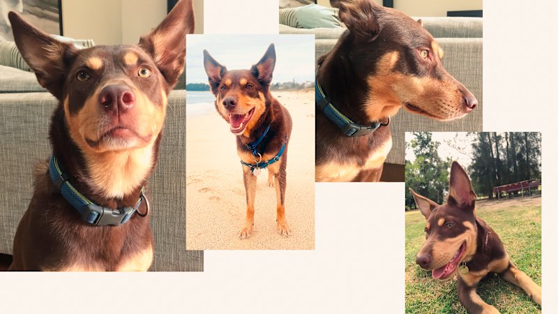 Goodbye to a brave, sweet soul who taught me the meaning of character