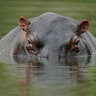 Toddler survives being partially swallowed by a hippo