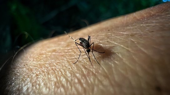 Mosquitoes in Buffalo Creek reserve in Ryde. 