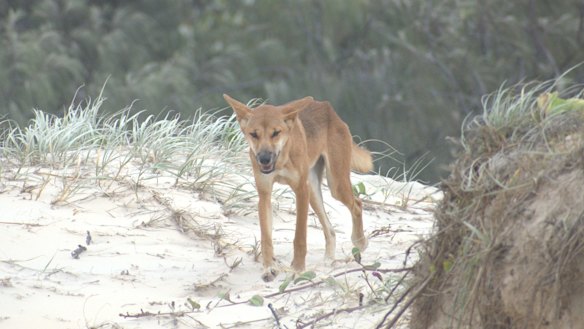 Visitors to K’gari are reminded to never approach or feed dingoes, avoid walking alone and keep children close at all times. Food and waste should also be secured at all times.