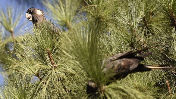 Carnaby’s cockatoos rely on the pine resource. 