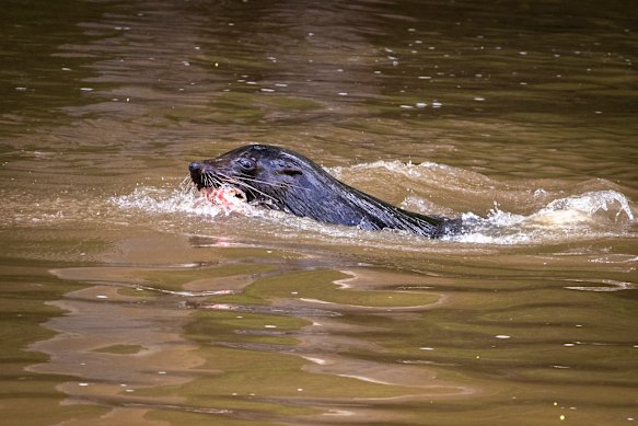 Salvatore the seal in the Yarra River in 2021.