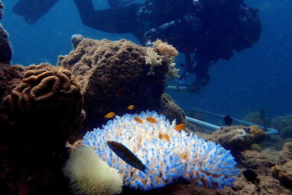 Bleaching coral. In the foreground, a fluorescing coral attempts to save its algae just before it bleaches by coating itself with a bright sunscreen. 