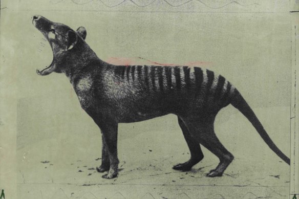 Thylacine, commonly called the Tasmanian tiger.